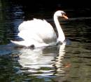 swansudburysml.jpg