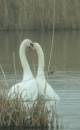 the_classic_swan_photo.jpg