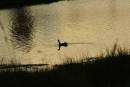 the_lone_duck_9-2-2007.jpg