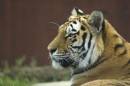 tiger.jpg