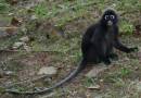 tn_langur.jpg