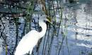 tossing_fish_9-8-2007.jpg