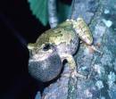 treefrog_May_OK_JAG.jpg