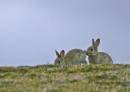 two-rabbits.jpg