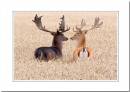 two-stags.jpg