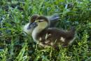 two_baby_Muscovy_Duck_9-8-2007.jpg