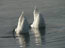 two_swans.jpg