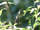 unknown_bird.jpg