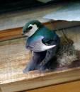 vg_swallow_nest1_WPF.jpg