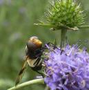 volucella-pellucens-bert-work-9_9_05-002.jpg