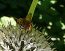volucella_zonaria.jpg
