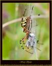 wasp_spider_frame.jpg