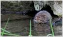 water_vole_31.jpg