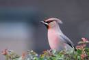 waxwing1.jpg