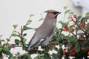 waxwing2932.jpg