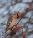 waxwing_with_berry_cloned.jpg