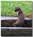 weasel0307090017.jpg