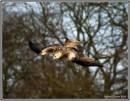 welsh_trip_25-01-10-135.jpg