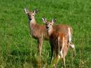 wh_tld_deer_WPF.jpg