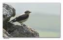 wheatear_rework.jpg