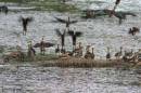 whistling-duck1.jpg