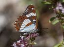 white_admiral_aug_5_2010_.jpg