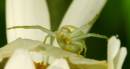 white_spider_2.jpg