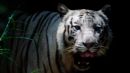 white_tiger.jpg