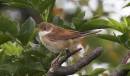 whitethroat.jpg
