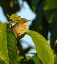 whitethroat1.jpg