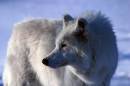 whitewold-smlIMG_2939.jpg