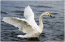 whooper-flap.jpg