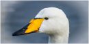 whooper-head.jpg