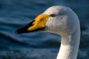 whooper_sml.jpg