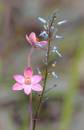 wild-flowers.jpg