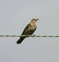 wildlife_mistle_thrush.jpg