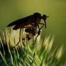willoughby_26072007-08.jpg
