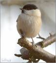 willow_tit.jpg