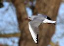 wooded-fly-by.jpg