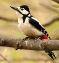 woody_woodpecker.jpg