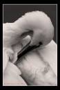 working-black-_-white-copy.jpg
