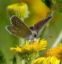 wpf_2814-Edit.jpg
