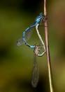 wpf_3619-Edit.jpg