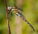 wpf_3636-Edit.jpg