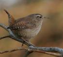 wren1.jpg