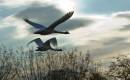 wwf-slimbridgetake-off1.jpg