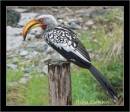 yellow-billed_hornbill.jpg