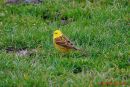 yellowhammer.jpg
