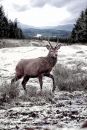young_buck.jpg