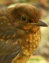 young_thrush.jpg